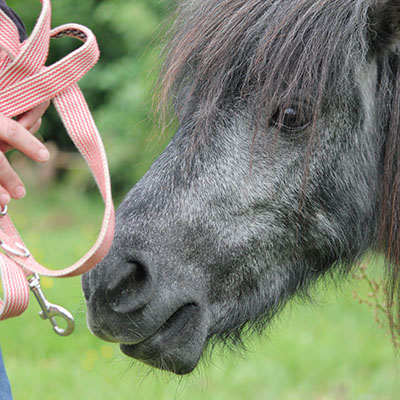 Shetlandpony Wolke